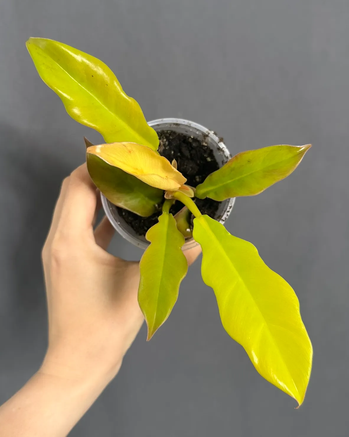 Philodendron 'Golden Crocodile'