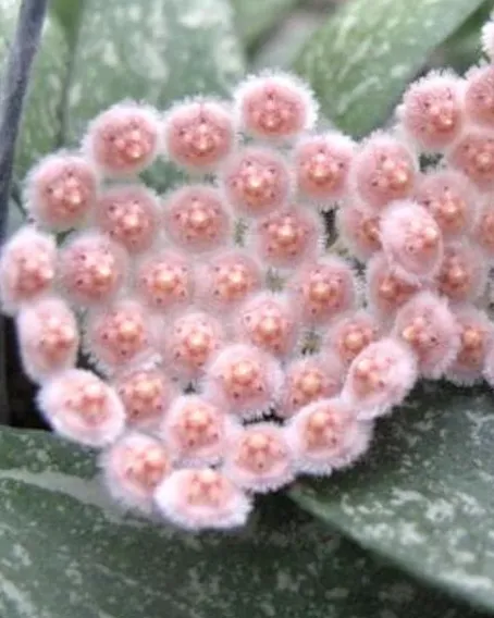 Hoya parviflora splash, flor