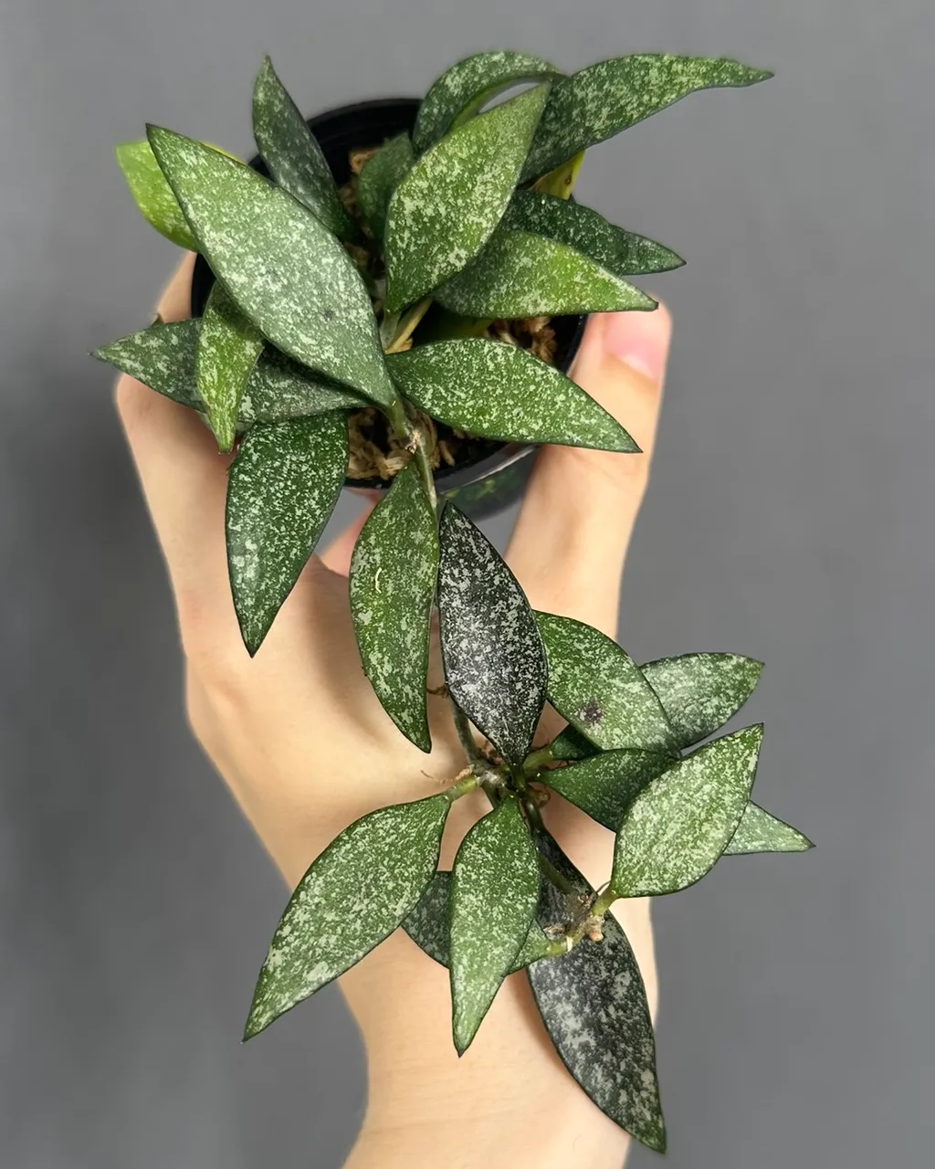 Hoya parviflora splash