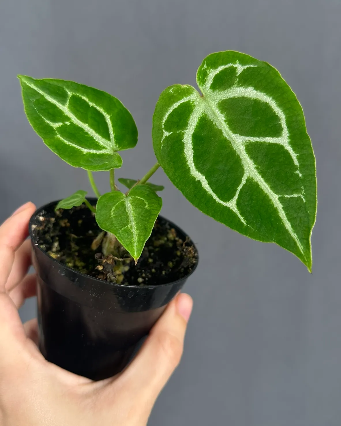 Anthurium crystallinum