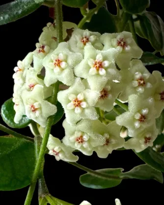 Hoya tengchongensis splash, flor