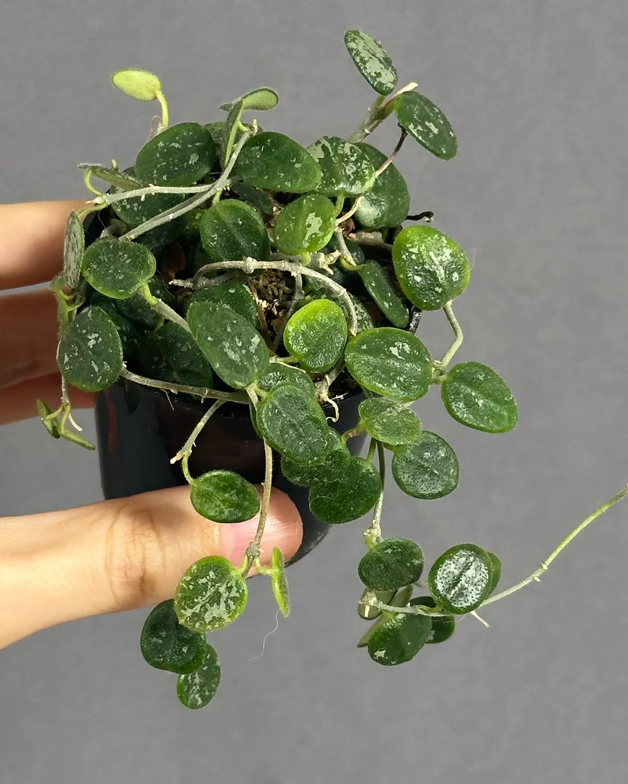 Hoya tengchongensis splash