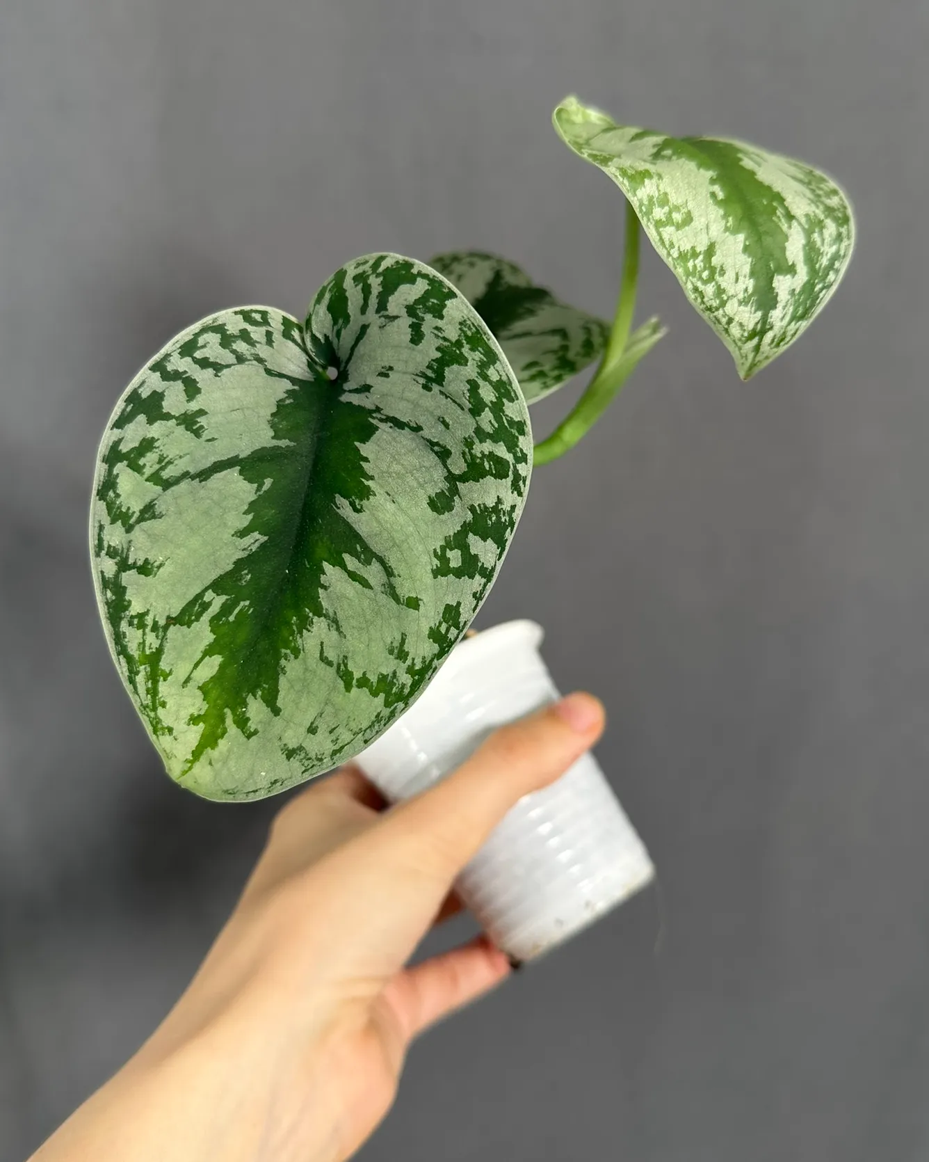 Scindapsus 'Exotica', planta entera