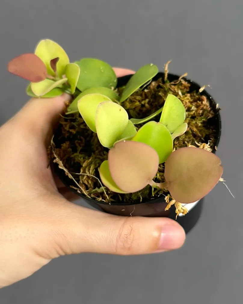 Dischidia sp. Geri D22 'Apple leaf'