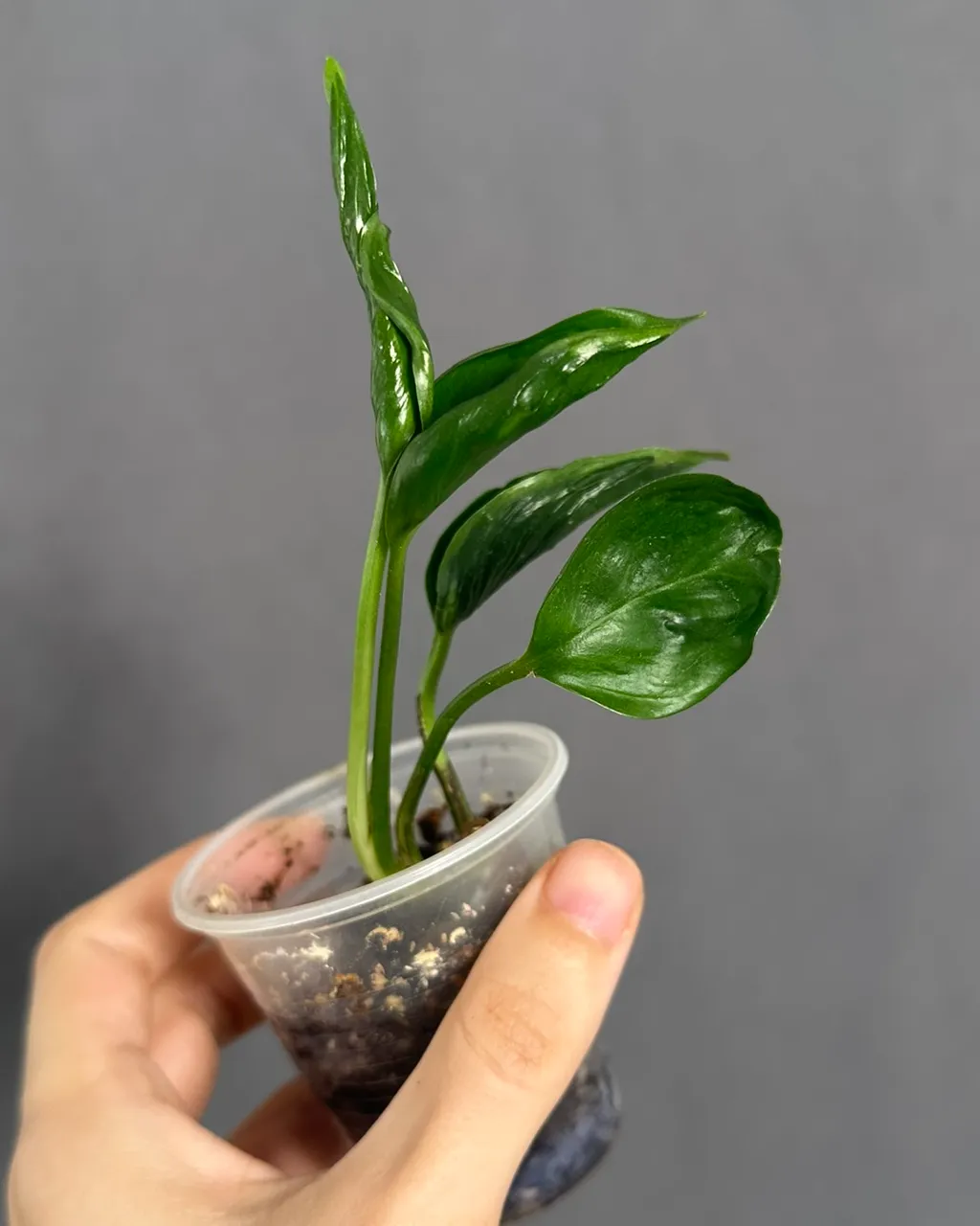 Epipremnum aureum 'Shangri La'