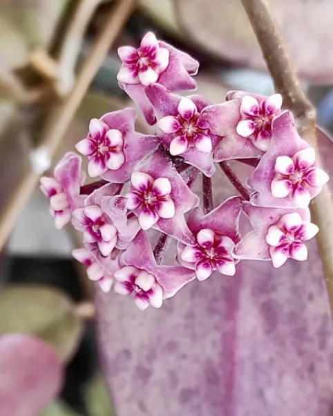 Hoya sp. 'Silver Dollar', flor