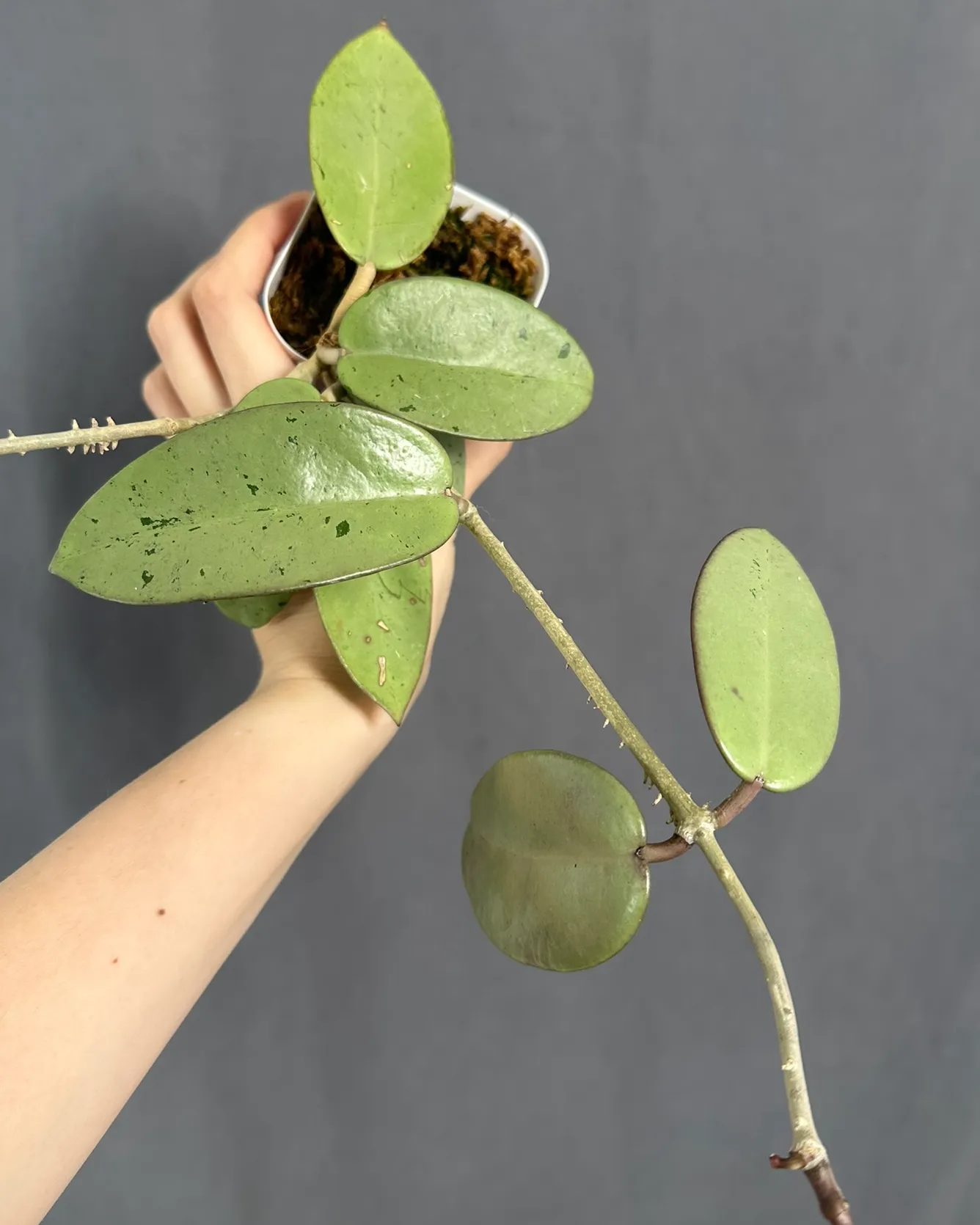 Hoya sp. 'Silver Dollar'