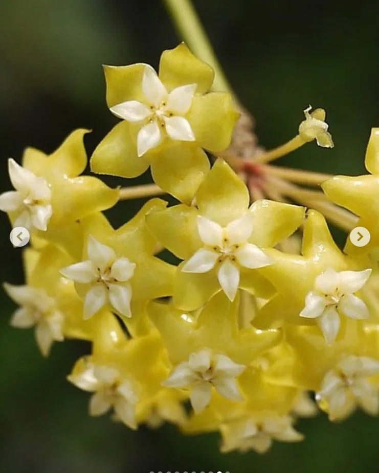 Hoya nicholsoniae 'New Guinea Ghost', flor