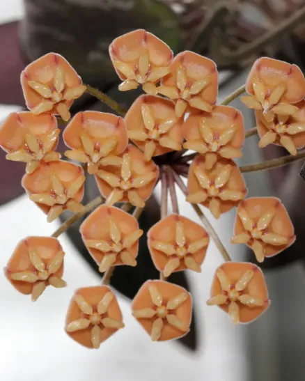 Hoya sigillatis silver, flor