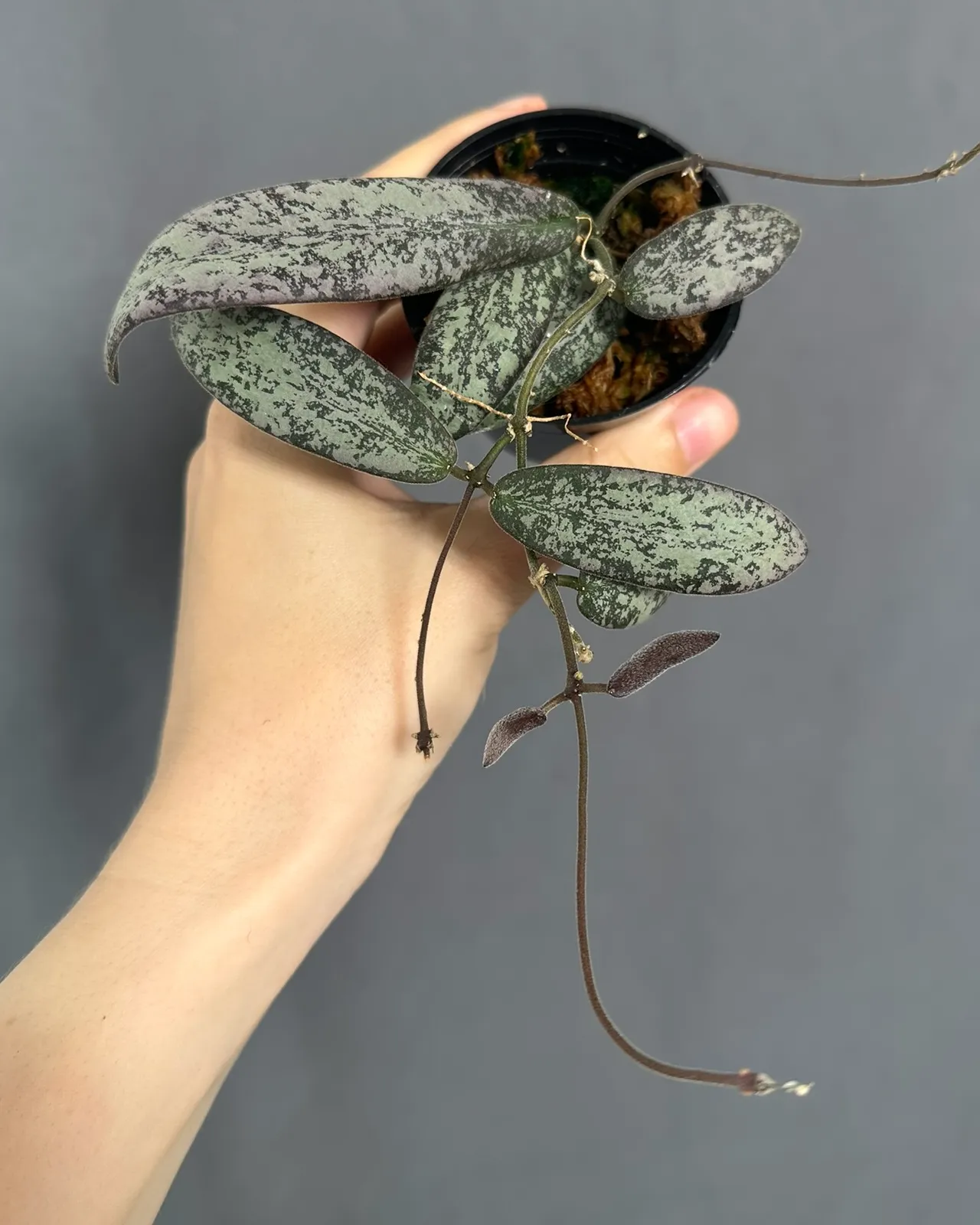 Hoya sigillatis silver