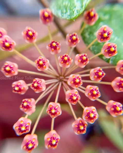 Hoya sp. 'ETS-10', flor