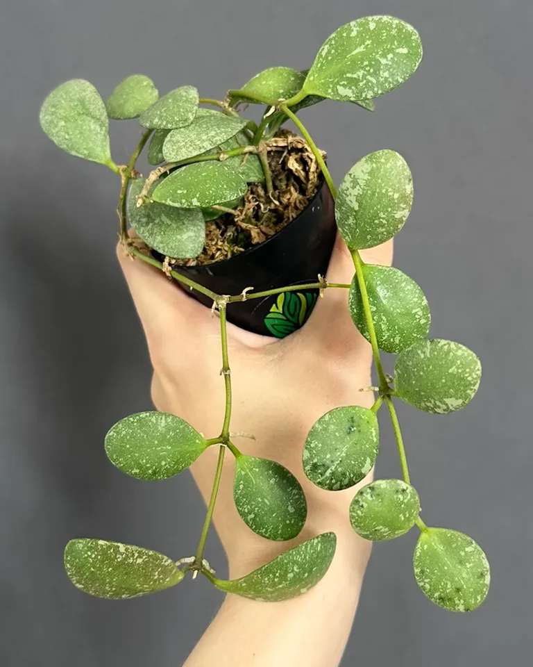 Hoya sp. 'ETS-10'