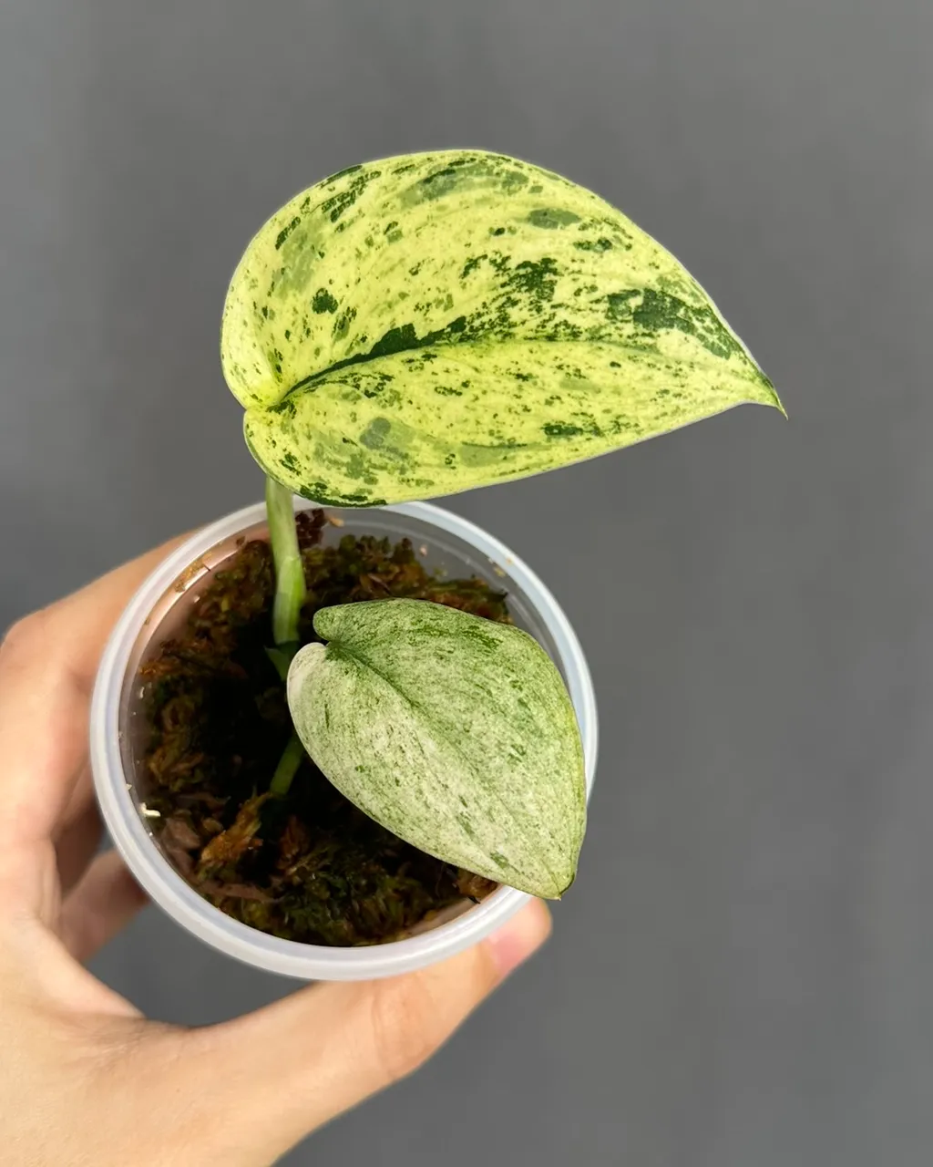Scindapsus 'Jade Satin' marble var, planta entera