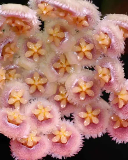 Hoya nabawanensis, flor