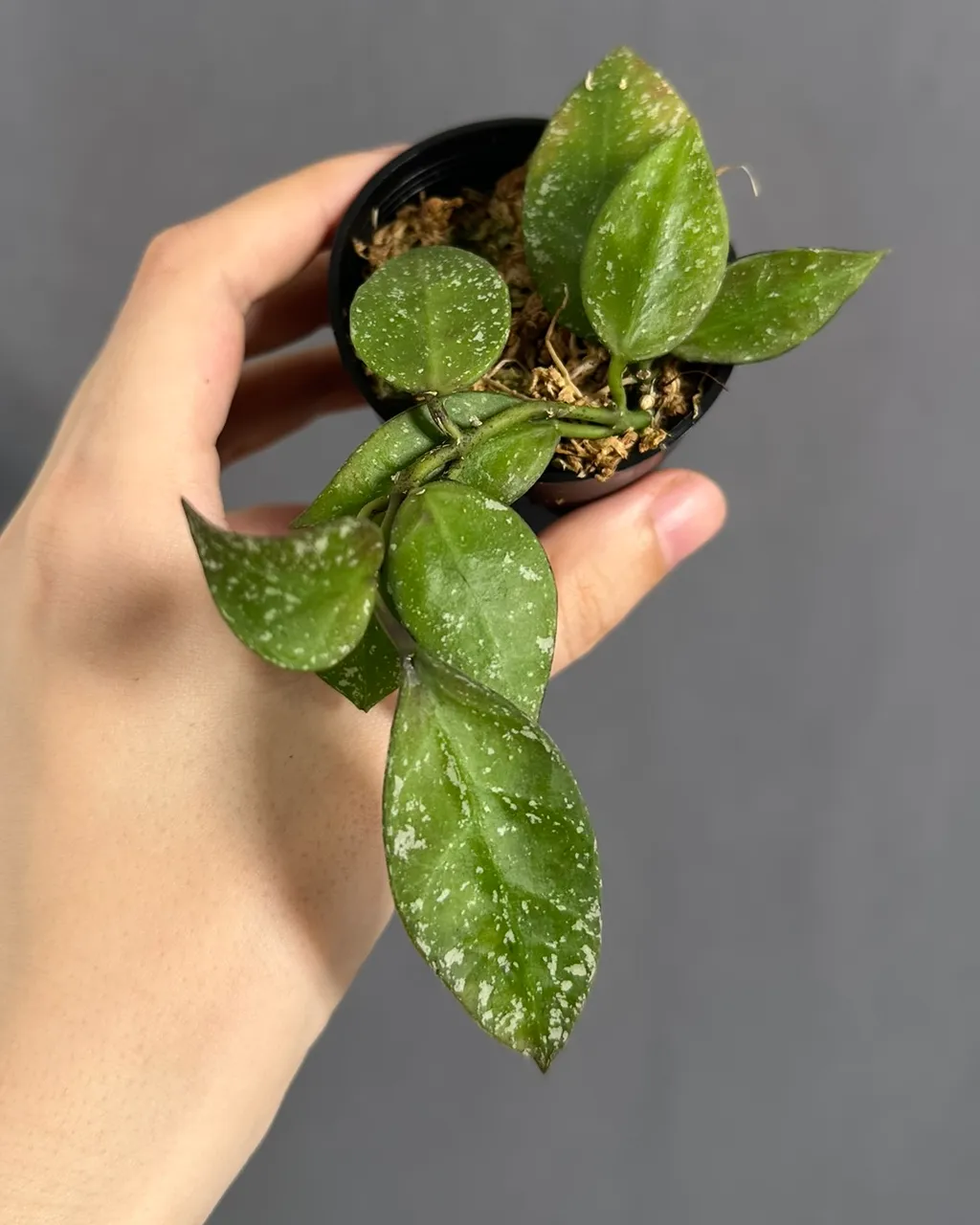 Hoya nabawanensis