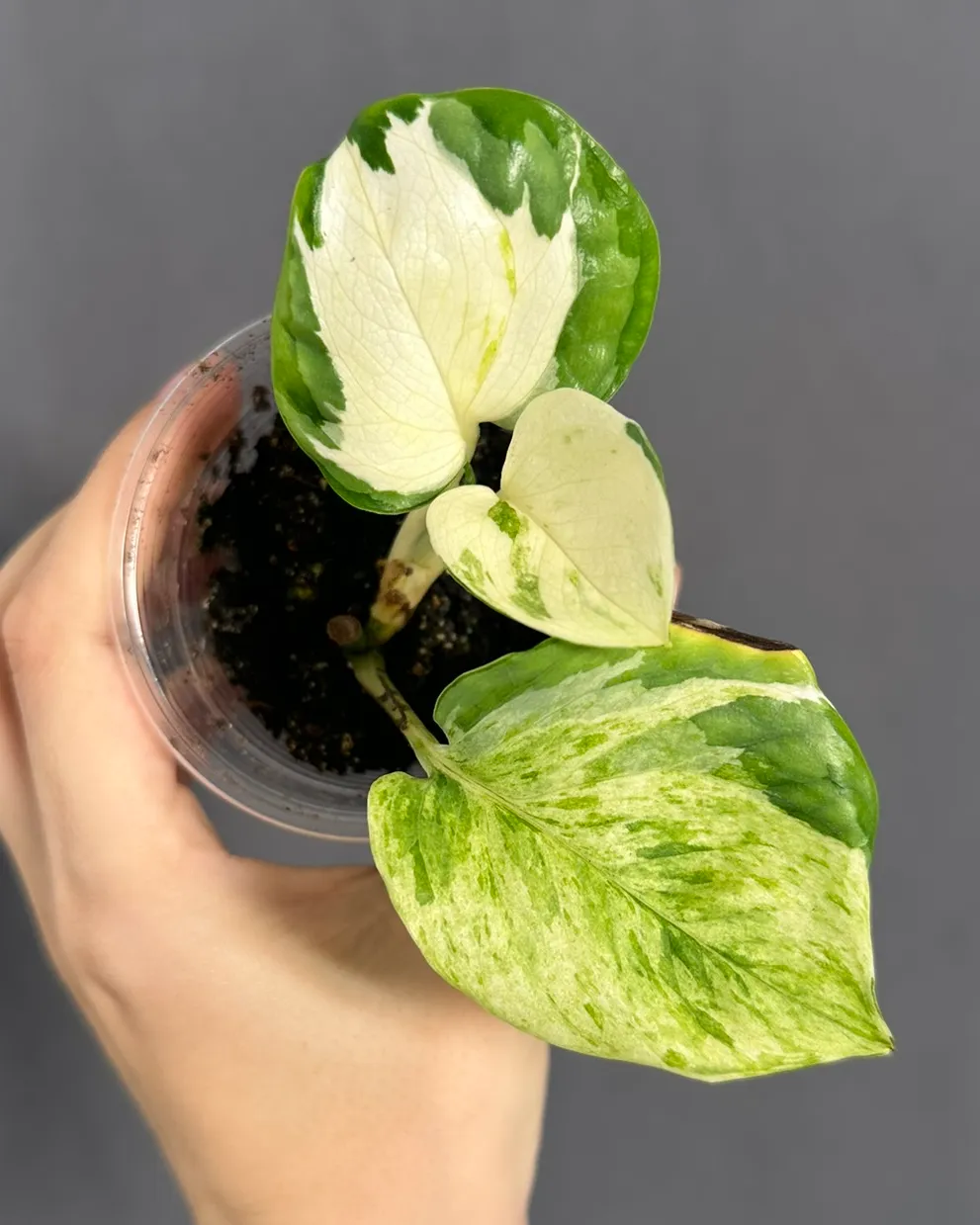 Epipremnum aureum 'Manjula'