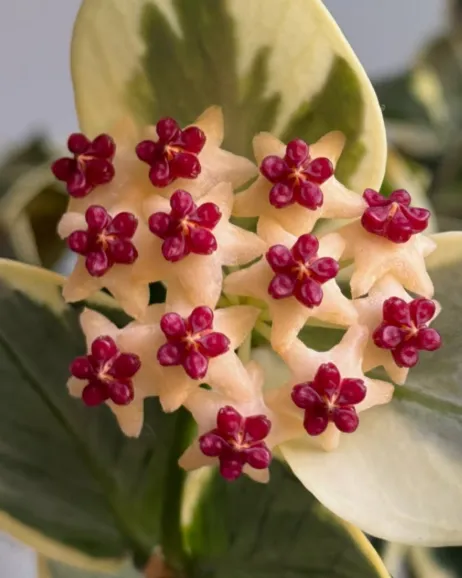 Hoya polyneura albo, flor