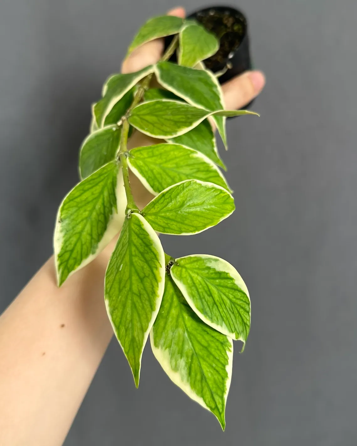 Hoya polyneura albo
