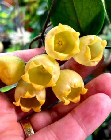 Hoya inflata, flor