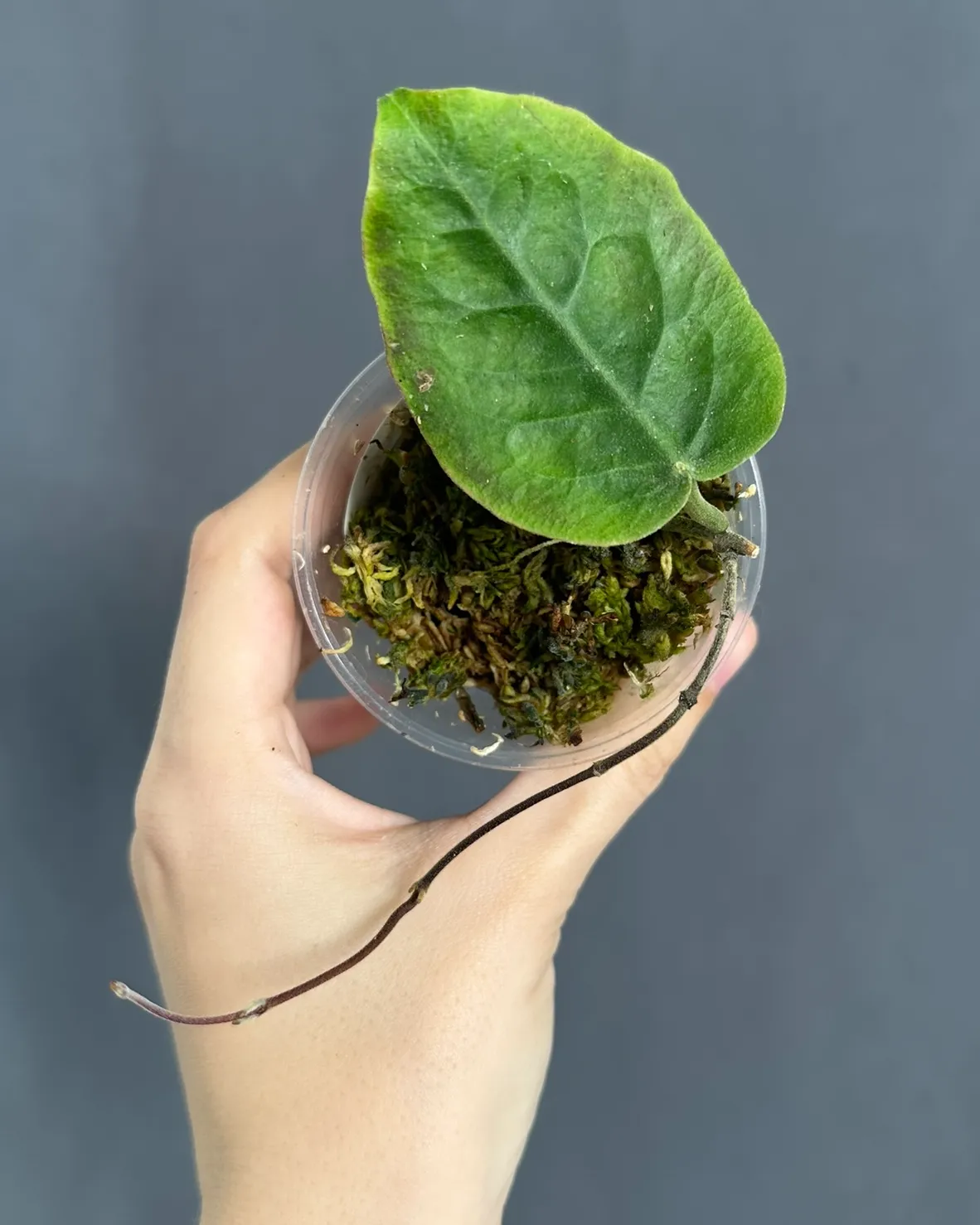Hoya inflata