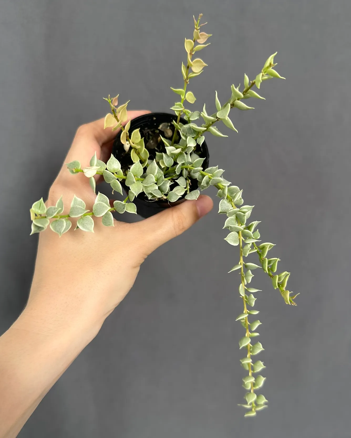Dischidia ruscifolia 'Million hearts' var, planta entera