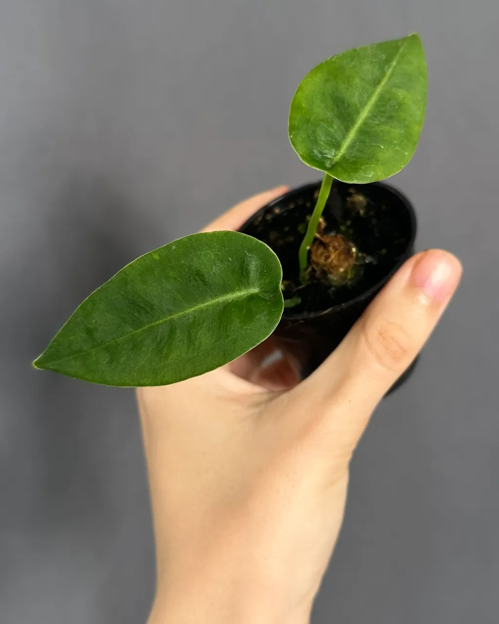 Anthurium peltigerum