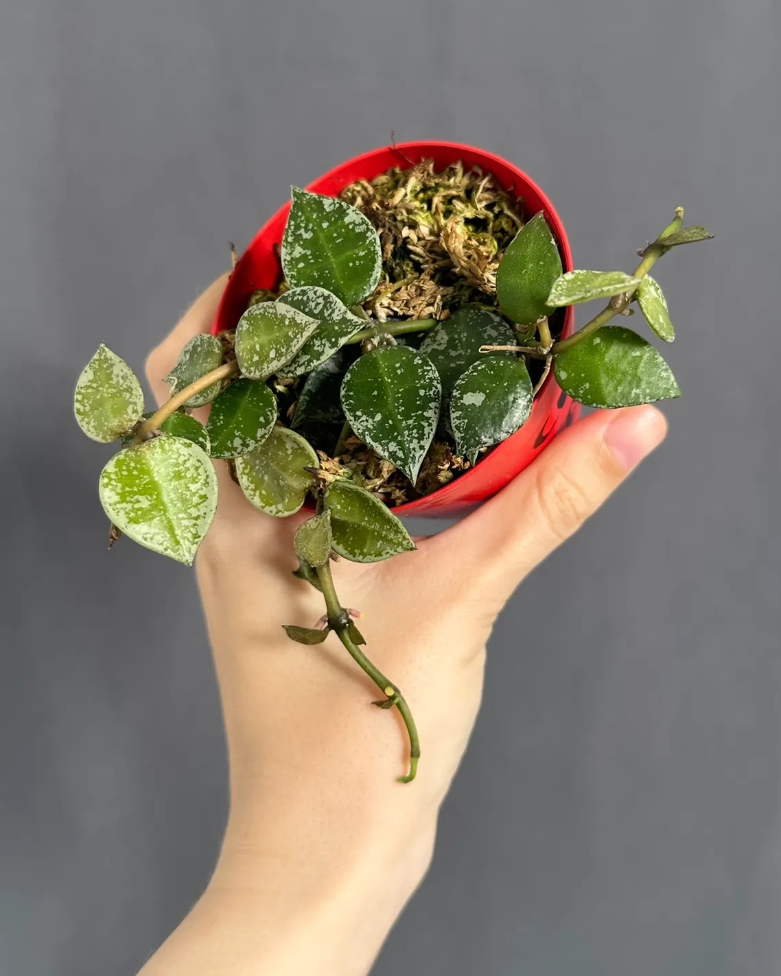 Hoya lacunosa 'Eskimo' splash