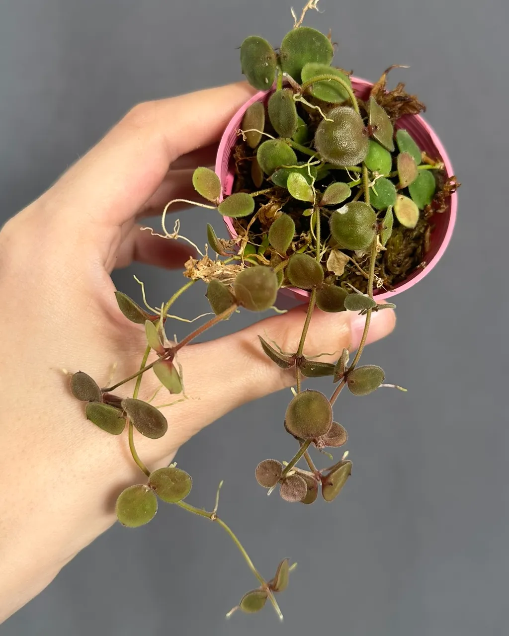 Dischidia astephana, planta entera