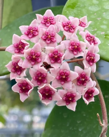 Hoya obovata var, flor
