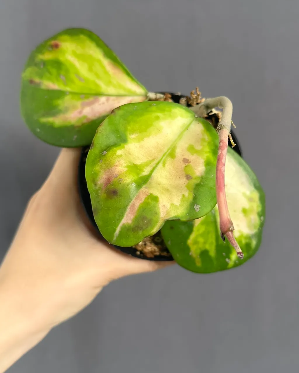 Hoya obovata var
