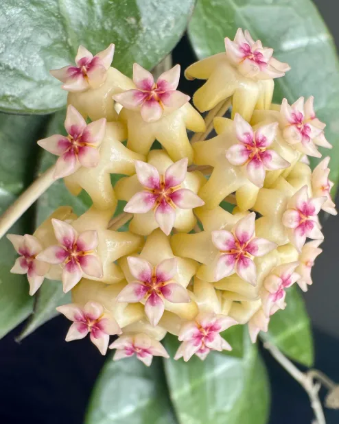 Hoya acuta splash (EPC-997), flor
