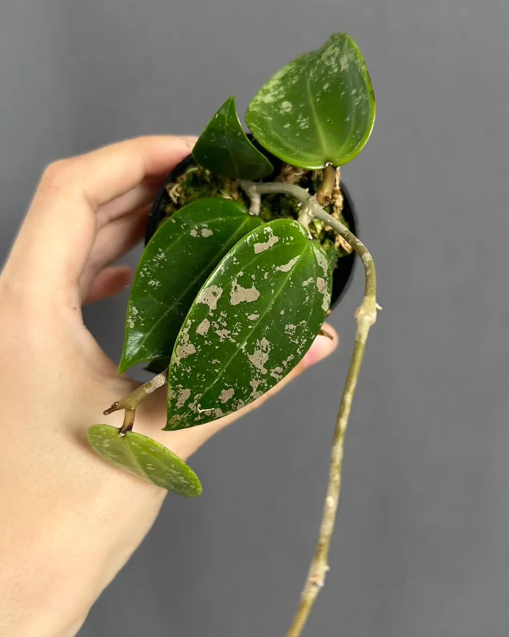 Hoya acuta splash (EPC-997), planta entera