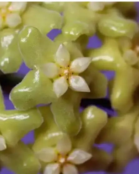 Hoya sp. Annakey (MB 1291), flor