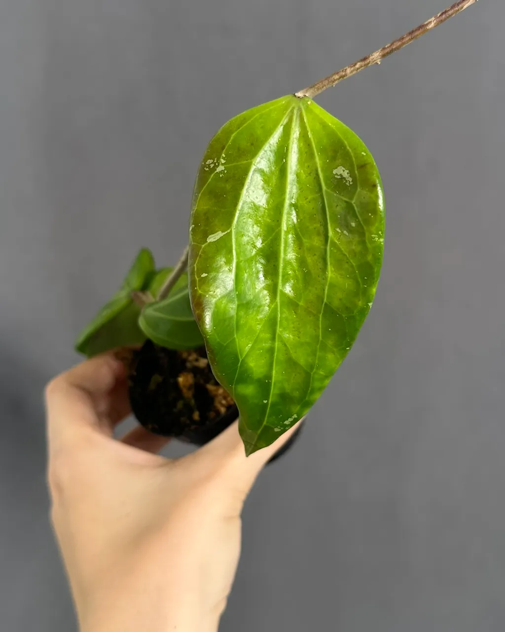 Hoya sp. Annakey (MB 1291)