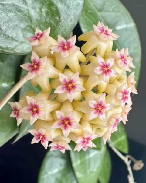 Hoya verticillata albo, flor
