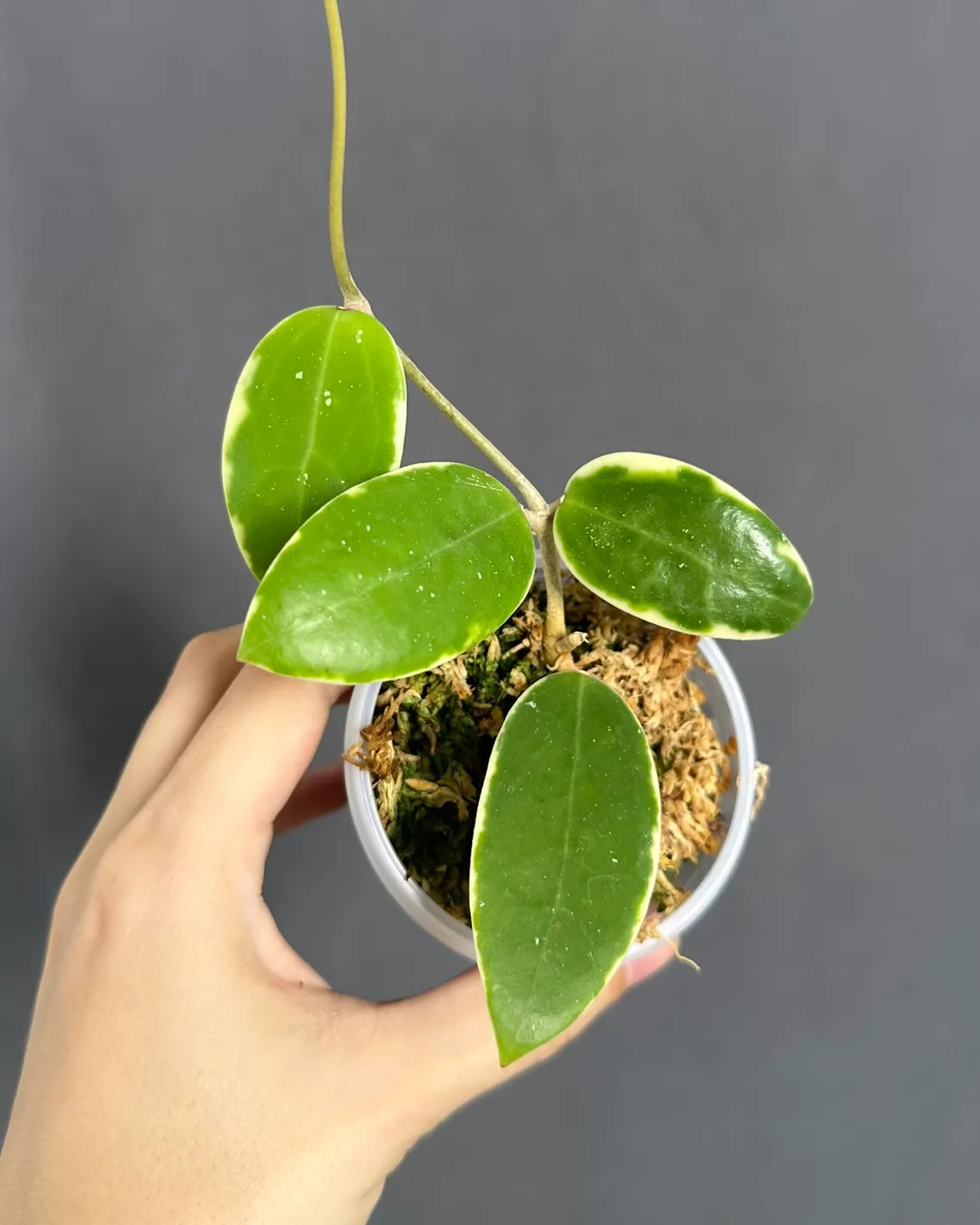 Hoya verticillata albo