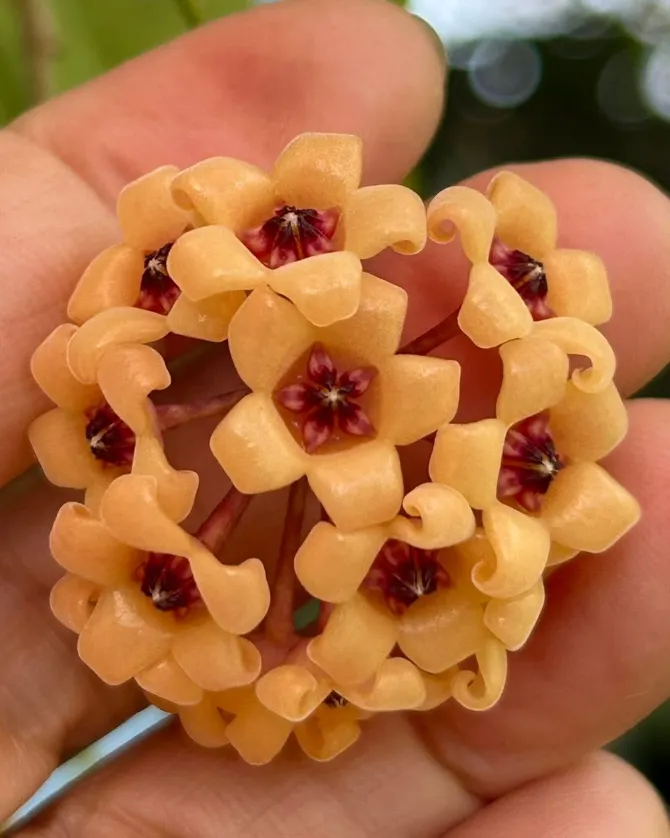 Hoya cutis-porcelana, flor