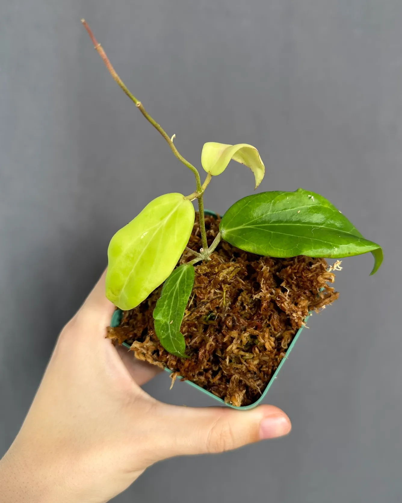 Hoya cutis-porcelana, planta entera
