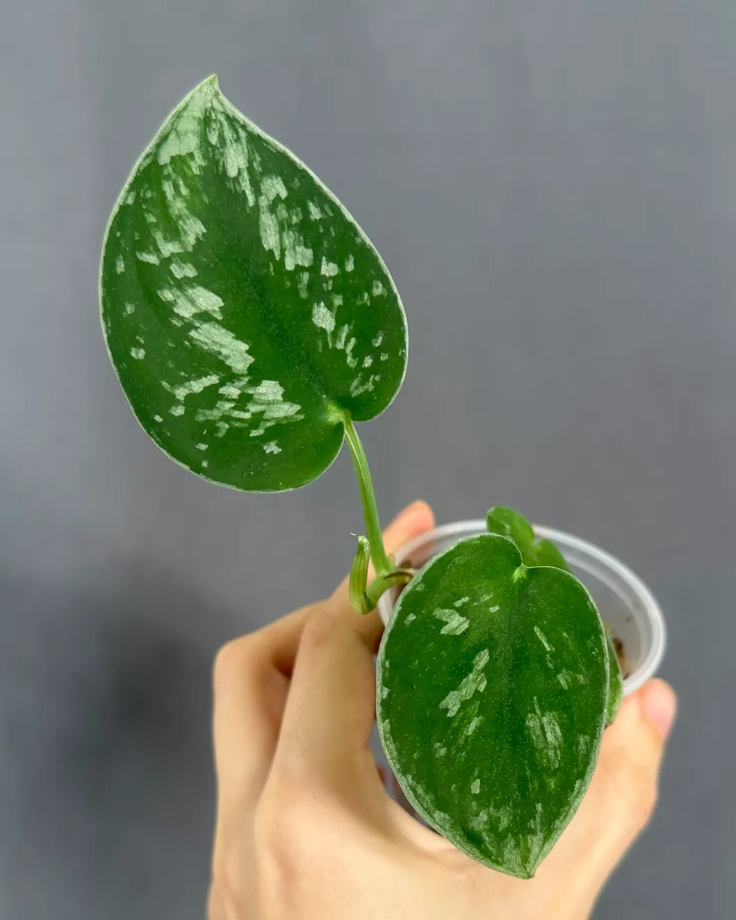 Scindapsus 'Silvery Ann'