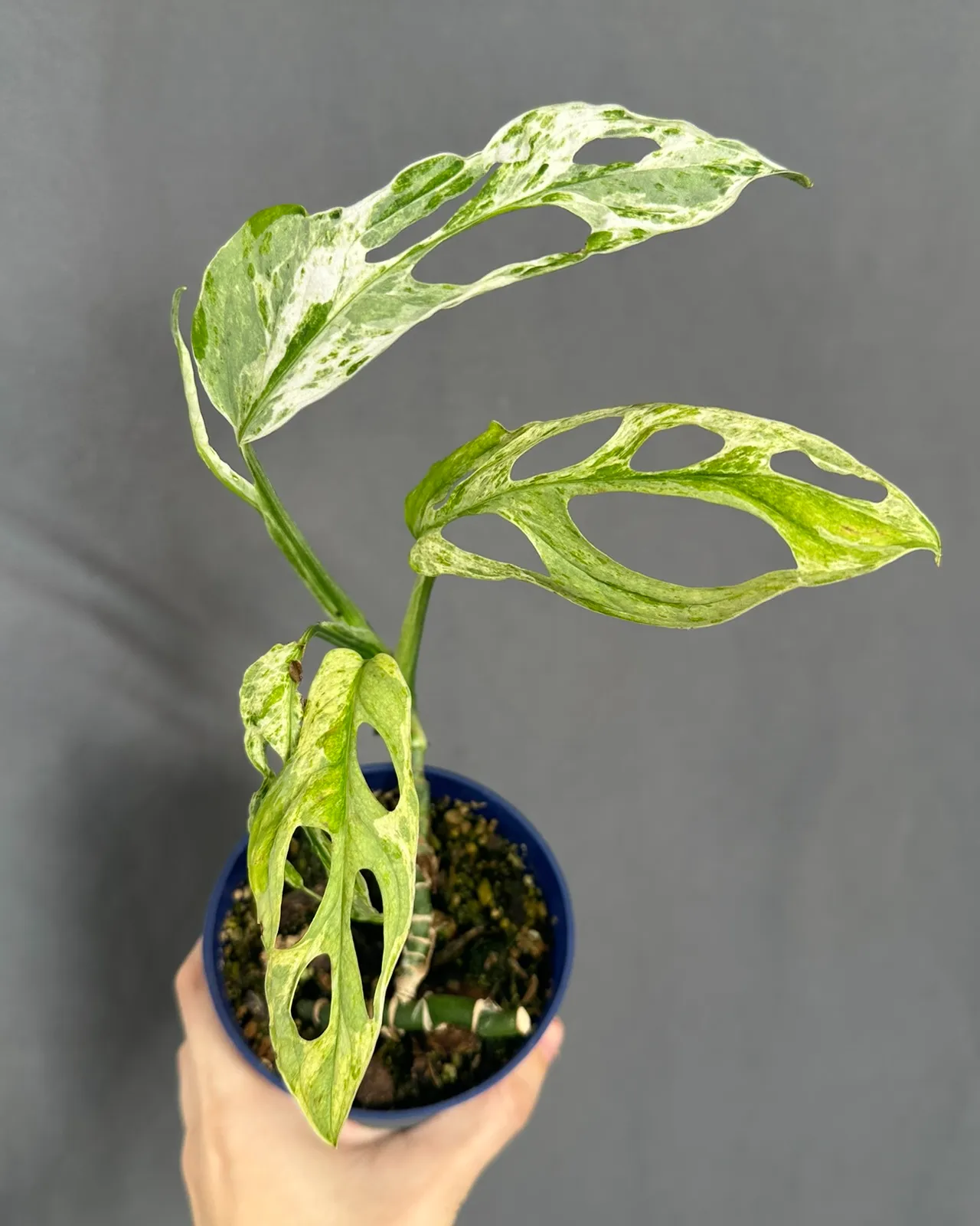 Monstera adansonii 'Frozen Freckles' tricolor var