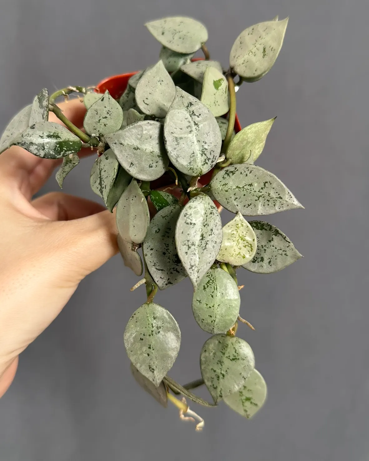 Hoya lacunosa 'Eskimo' silver