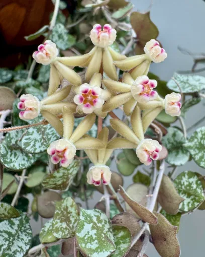 Hoya curtisii var, flor
