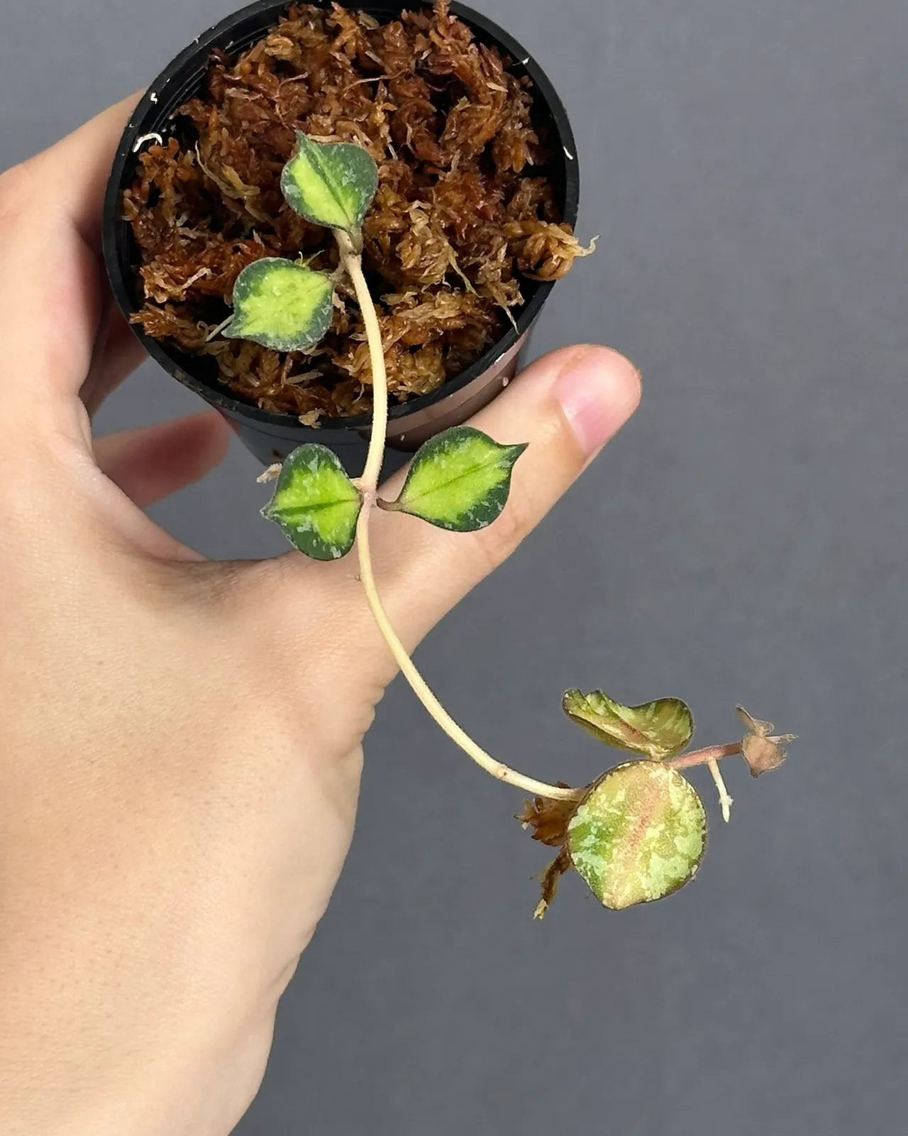 Hoya curtisii var