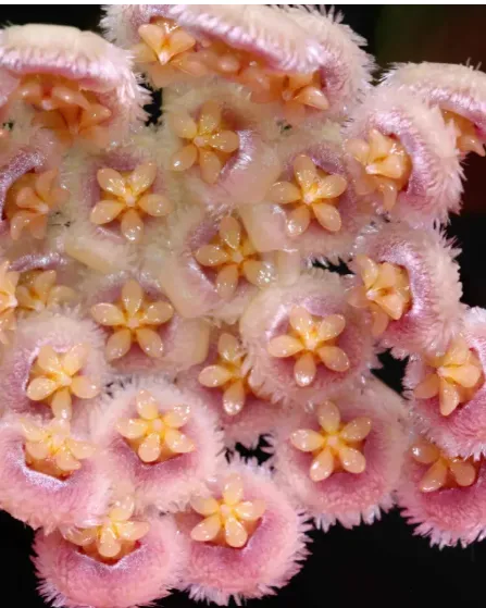 Hoya nabawanensis var, flor