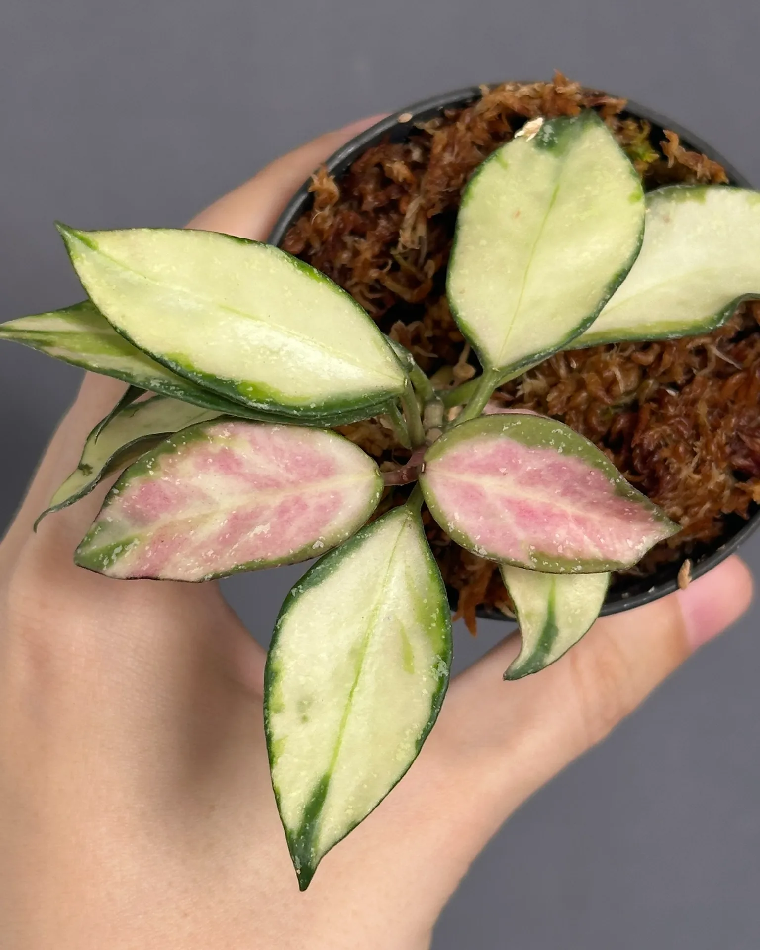 Hoya nabawanensis var