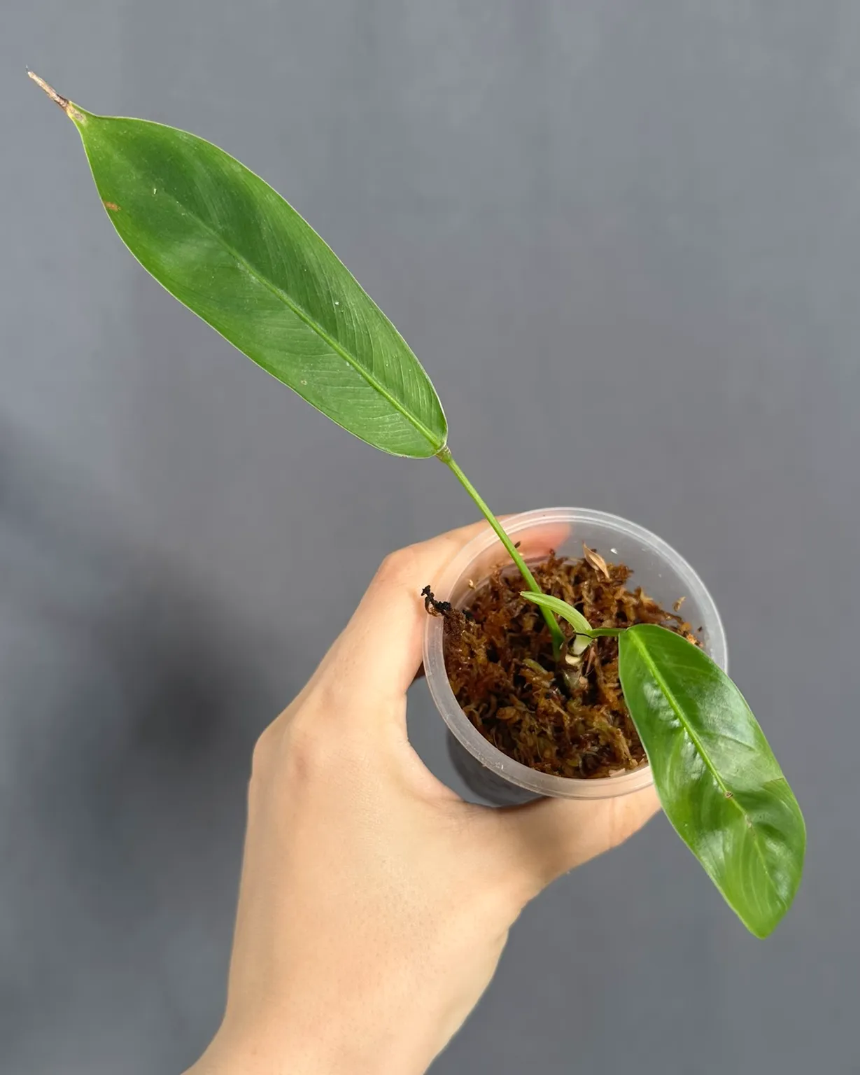 Philodendron patriciae