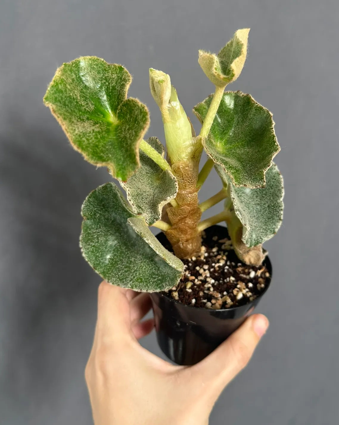 Begonia venosa
