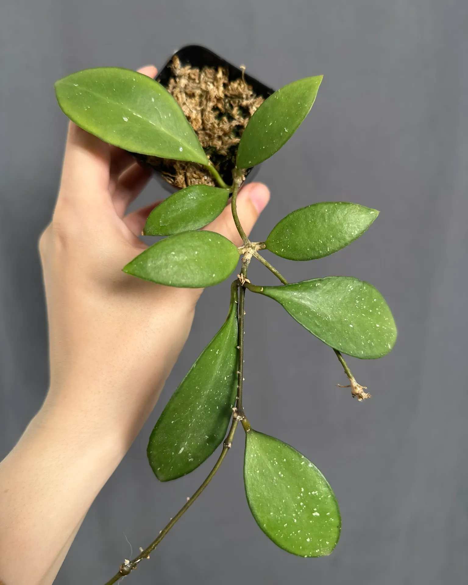 Hoya no id 2, planta entera