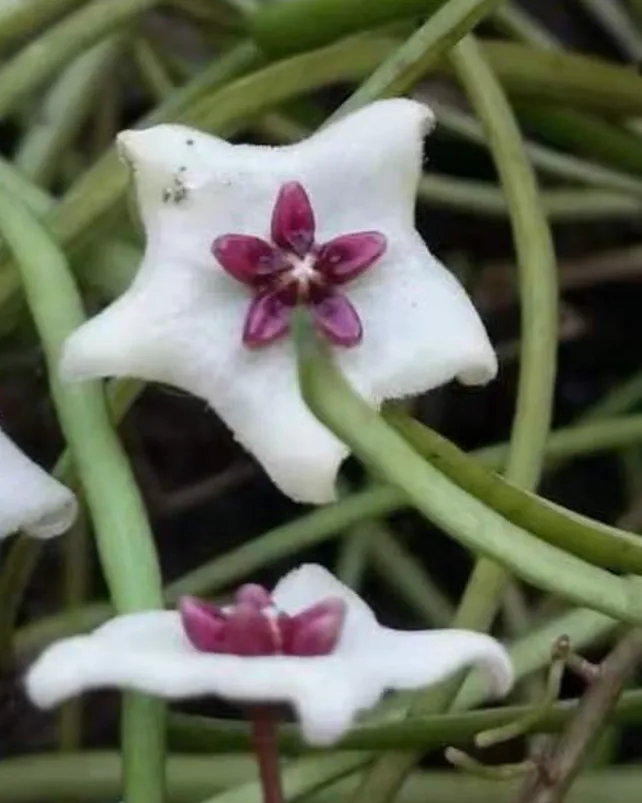Hoya retusa, flor