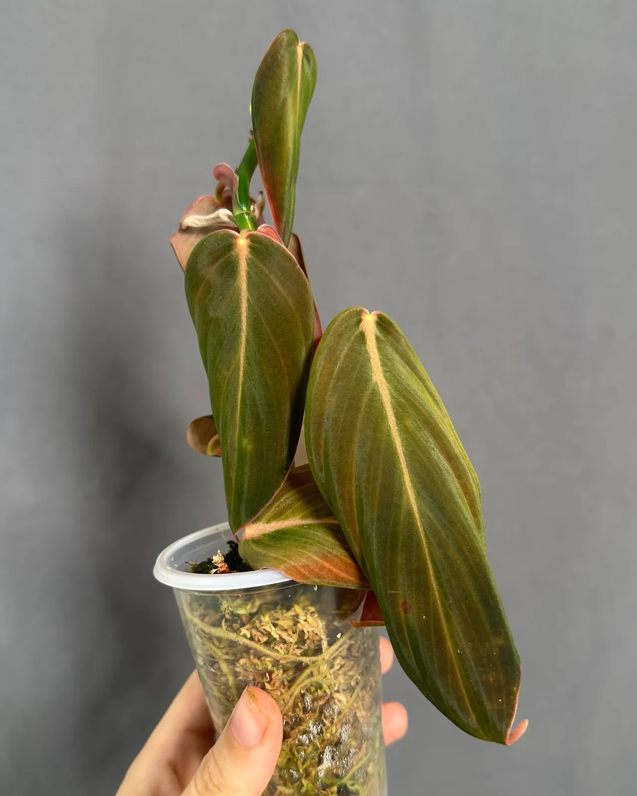 Philodendron gigas